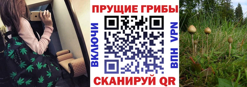 закладка  Черногорск  Галлюциногенные грибы ЛСД 